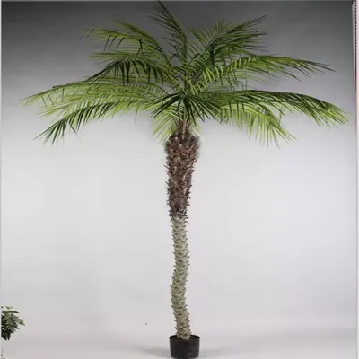 Phoenix pianta h.240