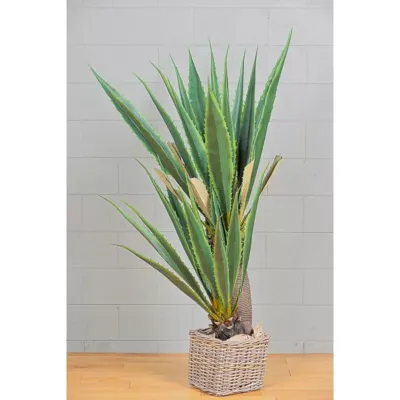 Cv-agave pianta h.180