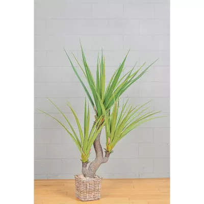 Cv-aloe pianta h.160