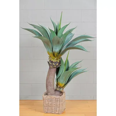 Cv-agave pianta h.140