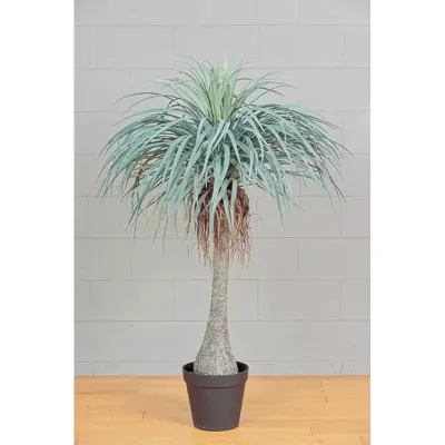 Cv-yucca pianta h.135
