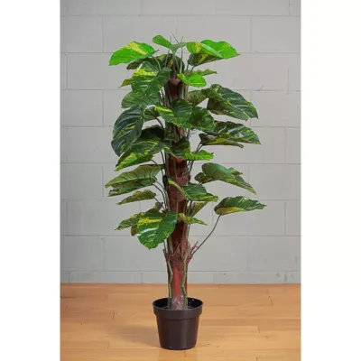 Cv-pothos pianta h.140
