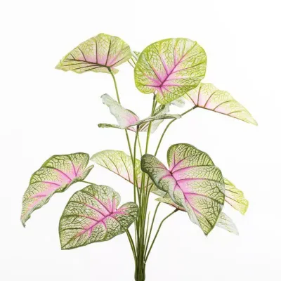 Sv-caladium cm.60 rosa