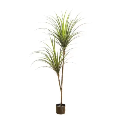 Cv-yucca pianta h.160