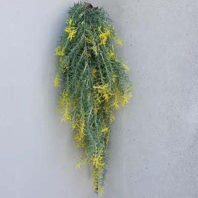 Rosmarino cadente cm.70 verde/giallo 