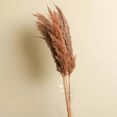 Pampas cm.070 brown (pz.5)