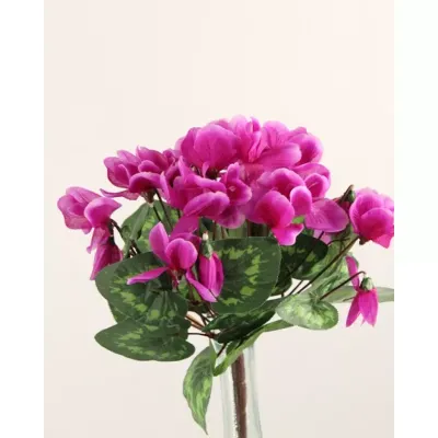 Ciclamino pianta cm.34 fucsia