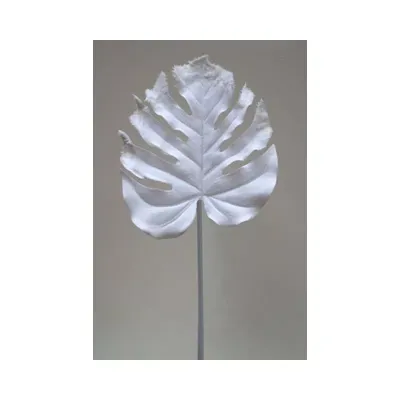 Monstera foglia