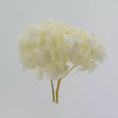 Ortensia preservata bianco