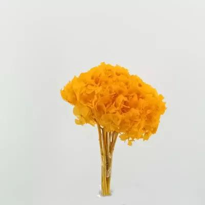 Ortensia preservata arancio