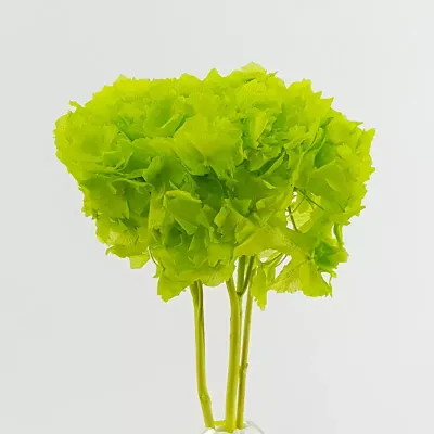 Ortensia preservata verde mela