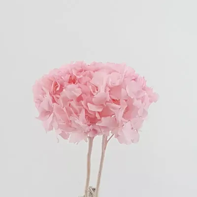 Ortensia preservata rosa