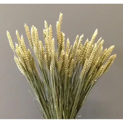 Frumento tarwe  naturale (gr.200)