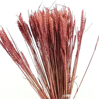 Frumento tarwe rosa antico