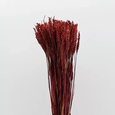 Frumento tarwe rosso