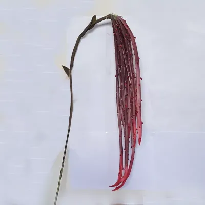 Foam scourge fucsia brown cm.137