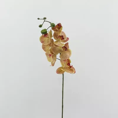 Phalaenopsis real look peach