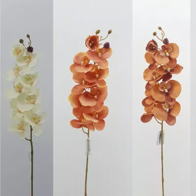 Phalaenopsis cm.100 ass.pesca