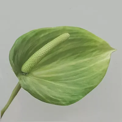 Anthurium cm.87 verde 