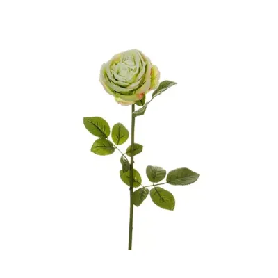 Snow rosa verde