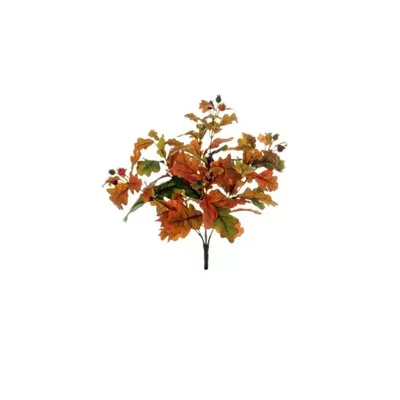 Quercia bush con bacche