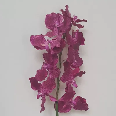 Vanda stelo 9  fiori cm.85 fucsia