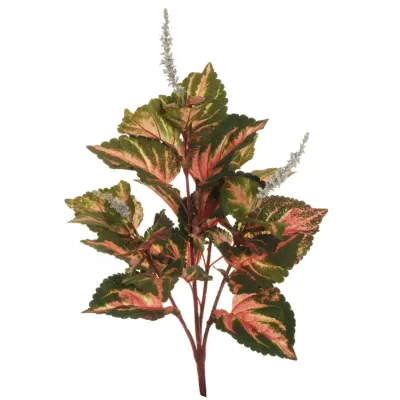 Sv - coleus plant cm.66 verde-rosa