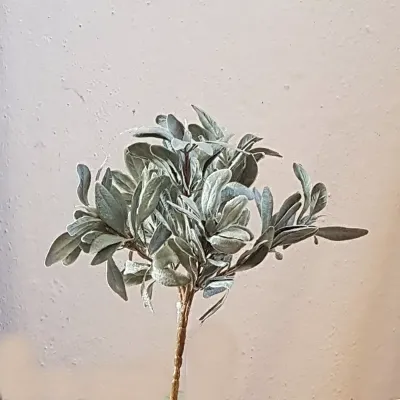 Salvia bush 6 rami 