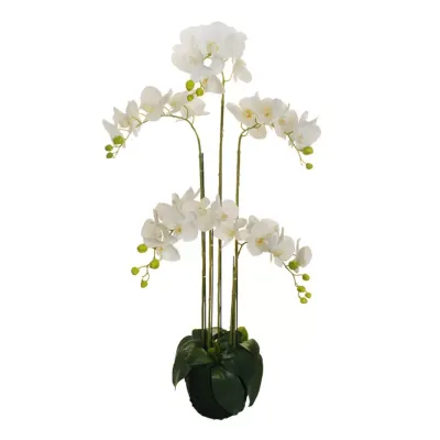 Sv-phalaenopsis cm. 125 - 5 steli