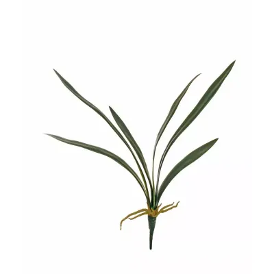 Cymbidium foglie verde