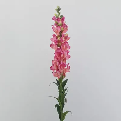 Bocca di leone cm.93 fucsia