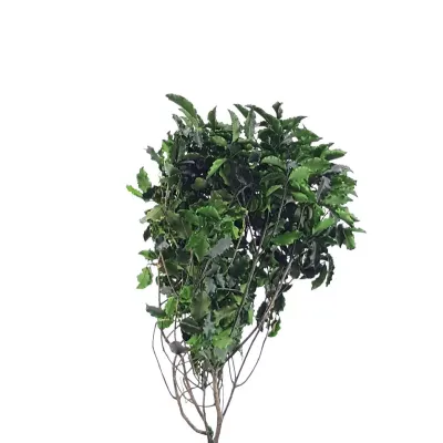 Pitosforino cm.50 verde (gr.100)
