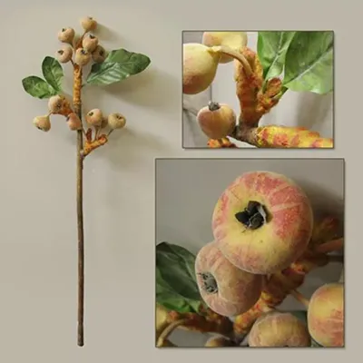 Fico ramo con frutti chiari