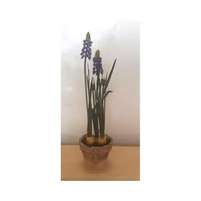 Cv-muscari cm. 37