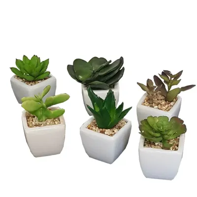 Succulent assortite in vaso ceramica 