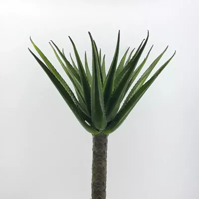 Aloe plant cm.80 verde