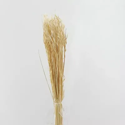 Avena colorata bianco (gr.100)
