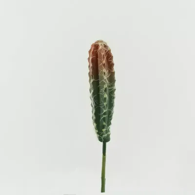 Cactus cm.22 green-red
