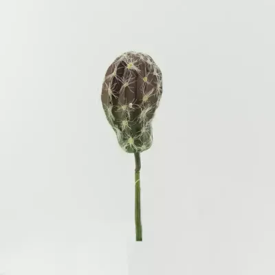 Cactus cm.20 brown-green