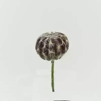 Cactus ball d.08 brown-green