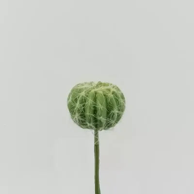 Cactus ball d.06 verde