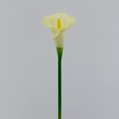 Calla foam cm.63 bianco