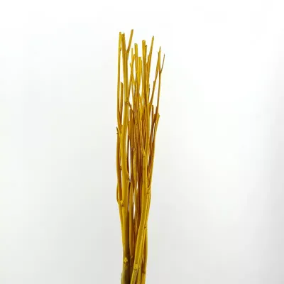 Desert canary cm.100 giallo (pz.10)