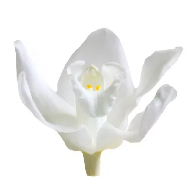 Dendrobium preservato bianco (pz.5)