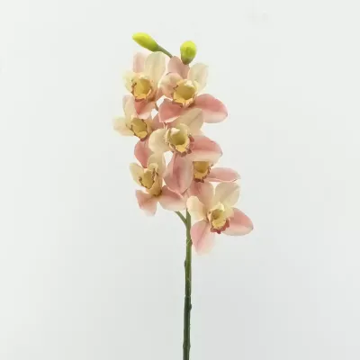 Cymbidium cm.72 rosa