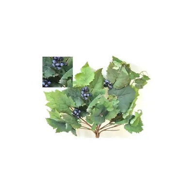 Vite mazzo verde con uva
