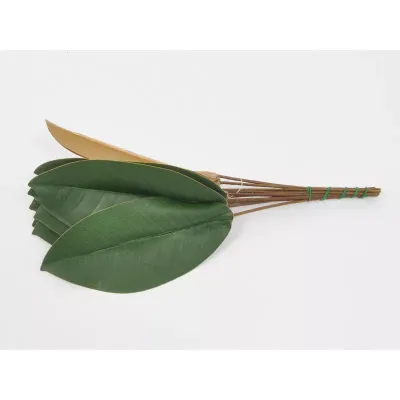Magnolia foglia 29 cm. (12 pz.)