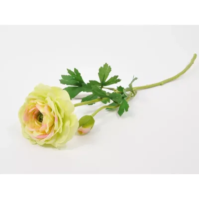 Ranunculus ramo 61 cm.