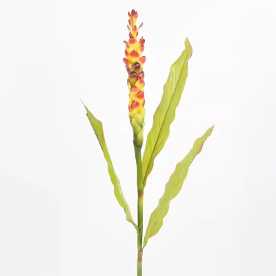 Calathea ramo cm.77 bord.-verde
