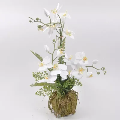 Sv-orchidea su muschio bianco h.67